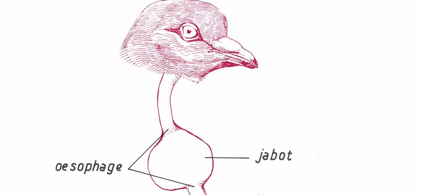 L'appareil digestif le jabot Pigeon Master