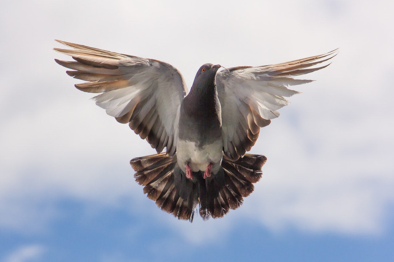 flight-pigeon-twig-36715