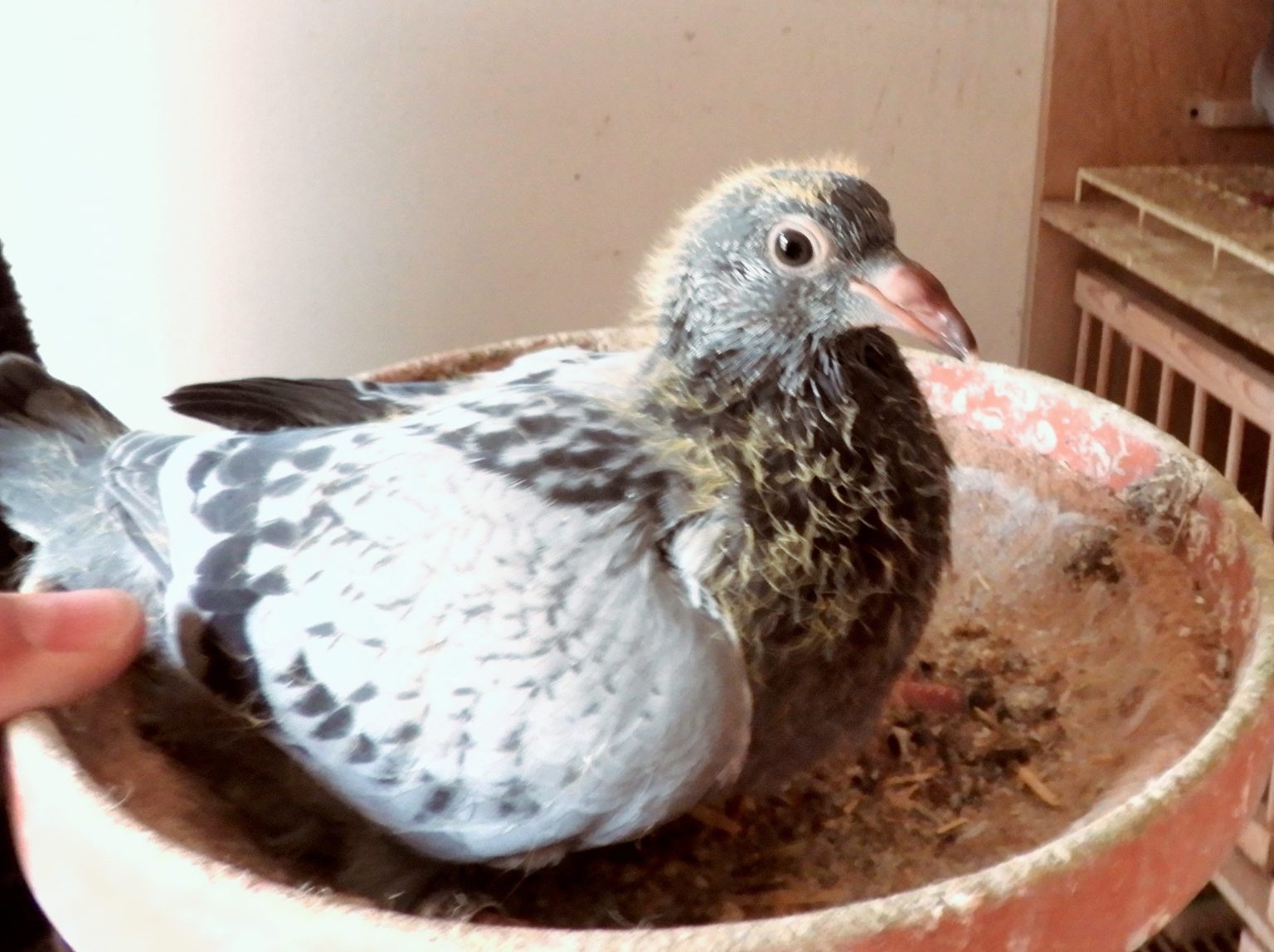 Quel Est Le Meilleur Temps Pour Chasser Le Pigeon