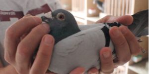 Son vieux "251" : 435251-16 