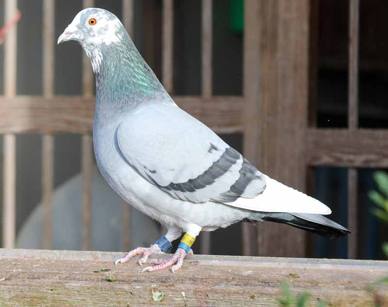 Duree De Vie D Un Pigeon Sans Manger